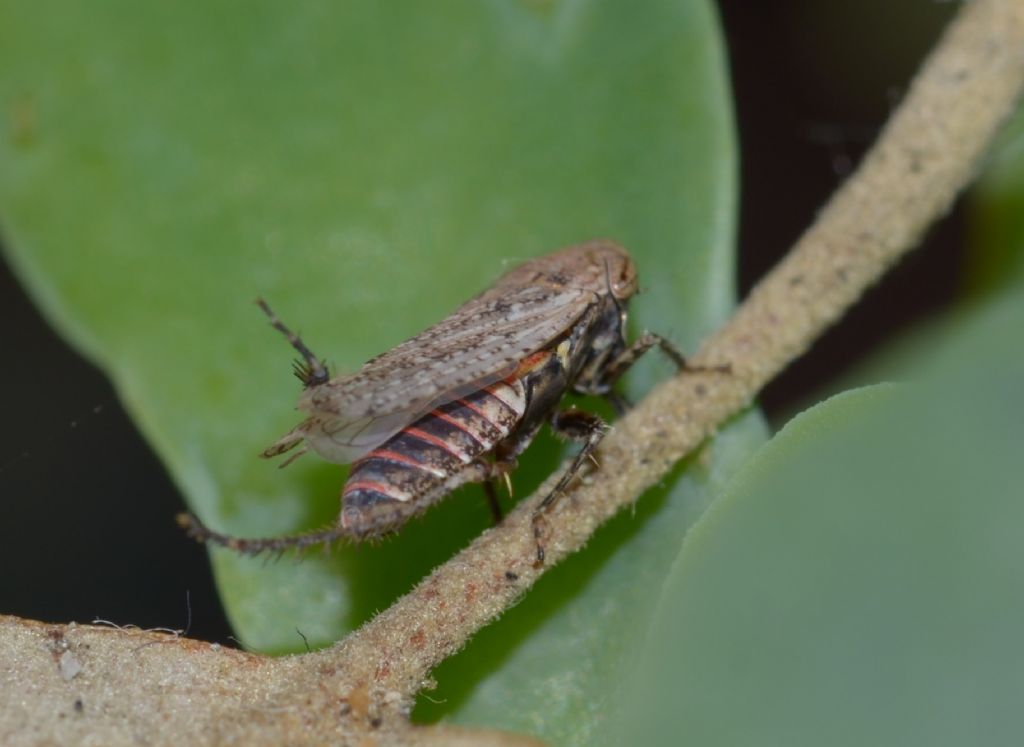 Cicadellidae: Selenocephalus cfr. obsoletus  da confermare